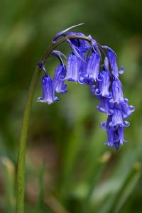 common blue bell